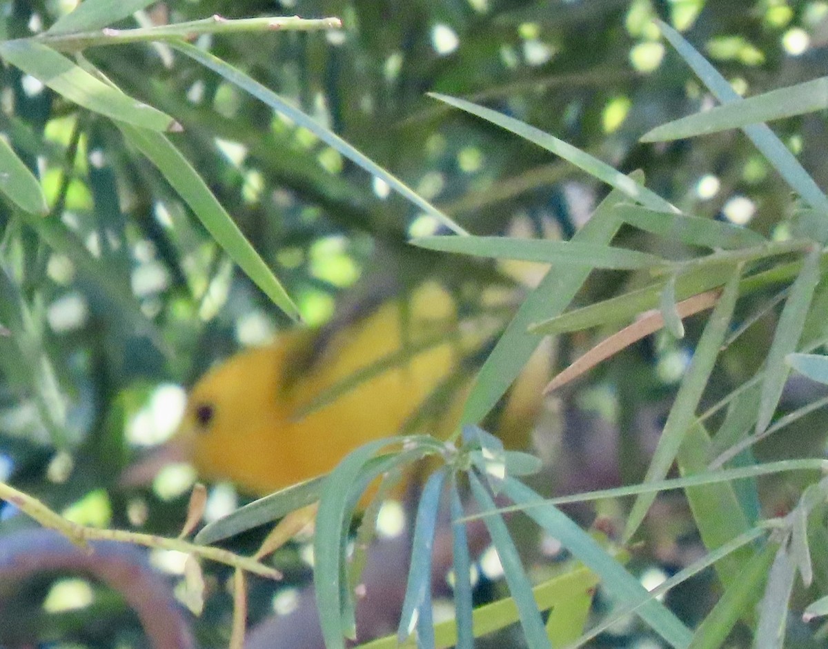 Reinita Protonotaria - ML645548186