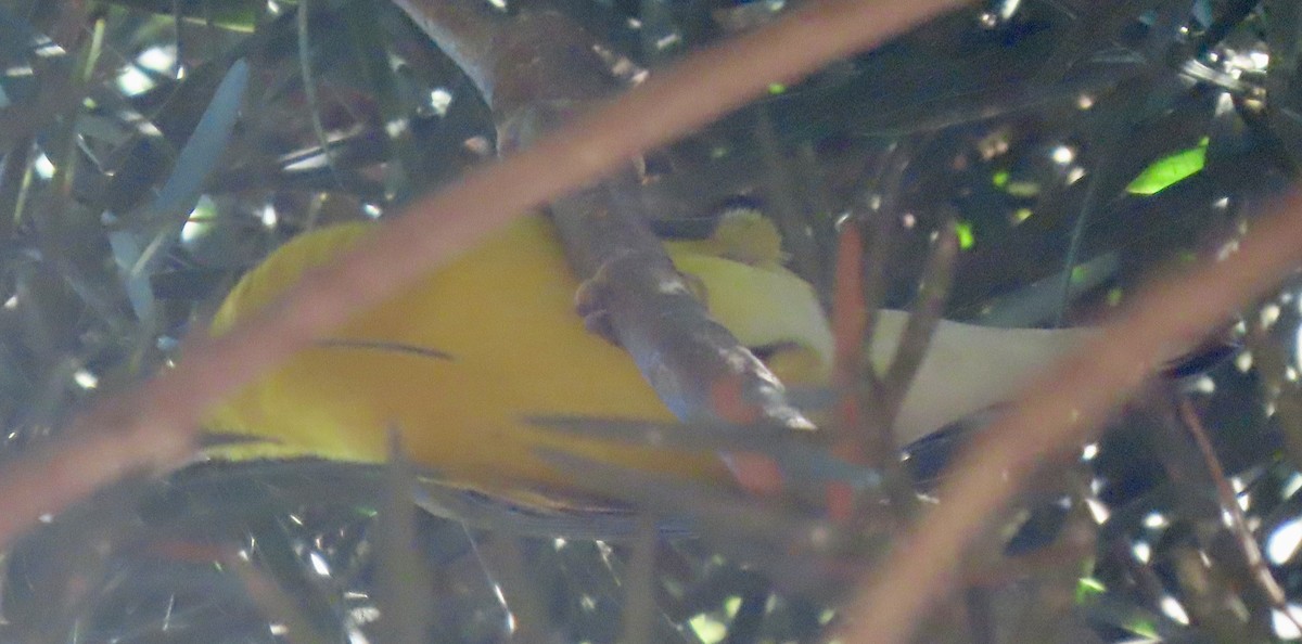 Reinita Protonotaria - ML645548187