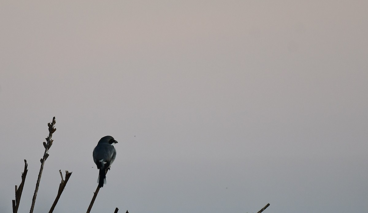 Alcaudón Americano - ML645548188