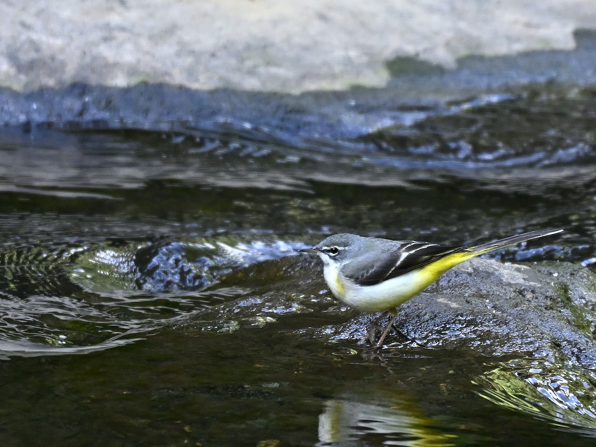 Lavandera Cascadeña - ML645548194