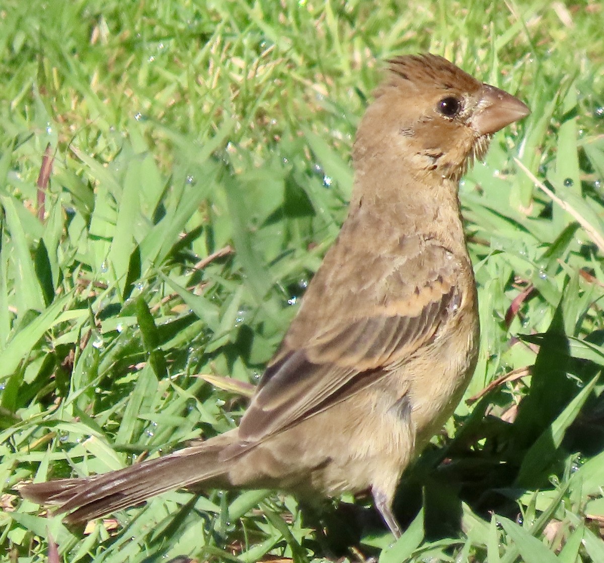 Azulillo Grande - ML645548196