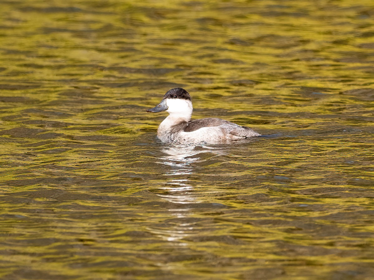 Ruddy Duck - ML645548197