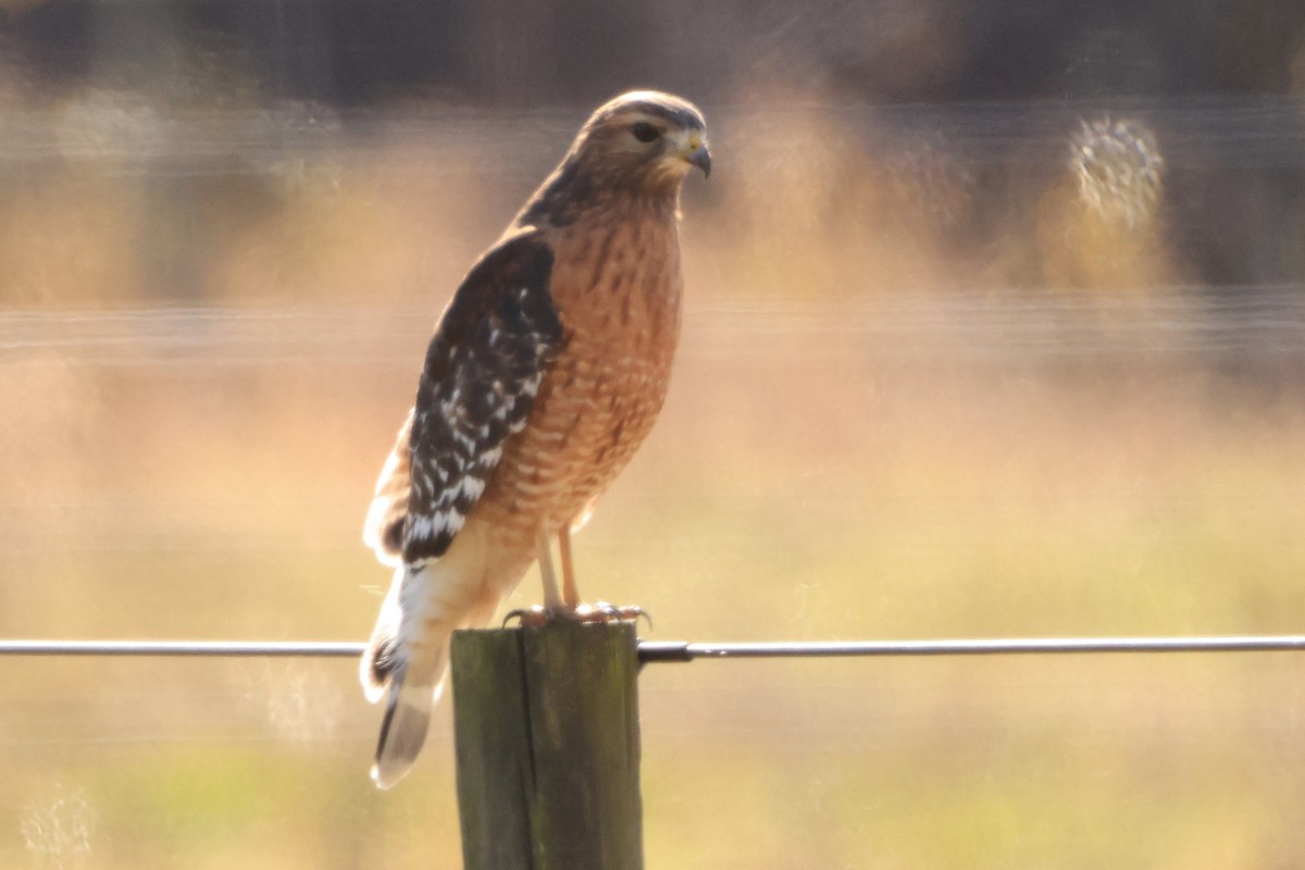Busardo Pechirrojo - ML645548198