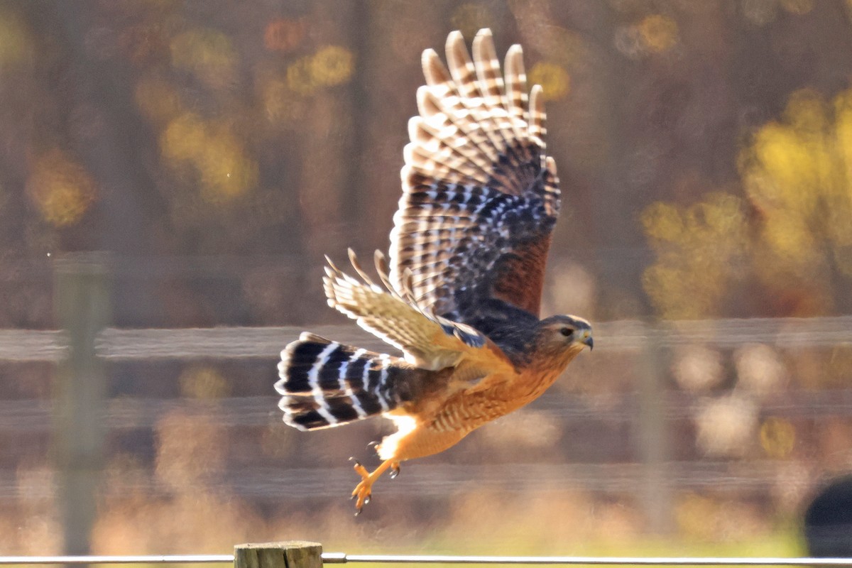 Busardo Pechirrojo - ML645548199