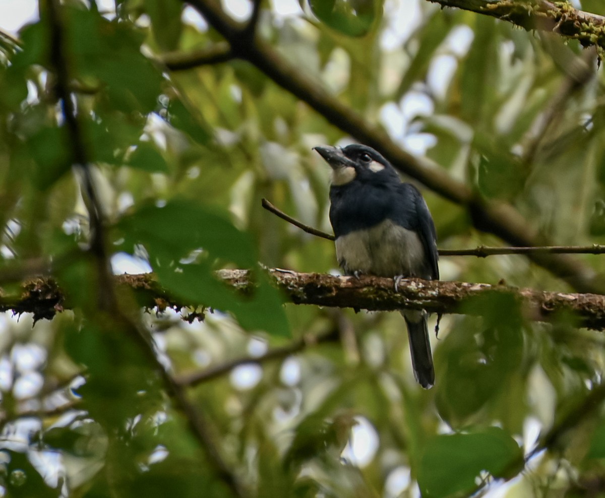 Black-breasted Puffbird - ML645548206