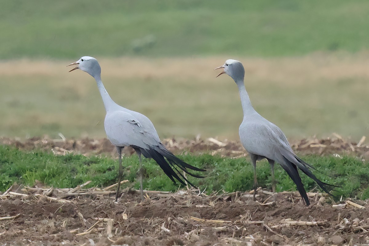 Blue Crane - ML645548208