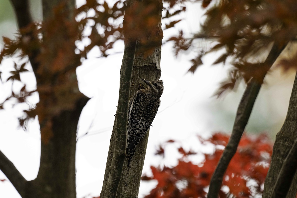Yellow-bellied Sapsucker - ML645548209