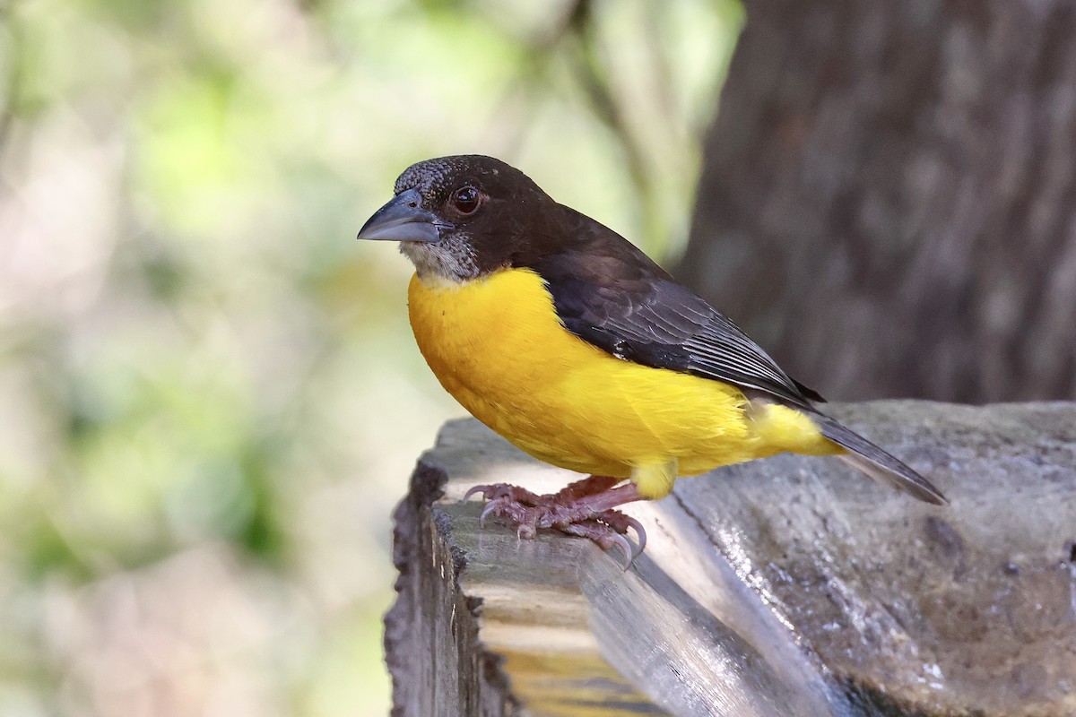 Dark-backed Weaver - ML645548211