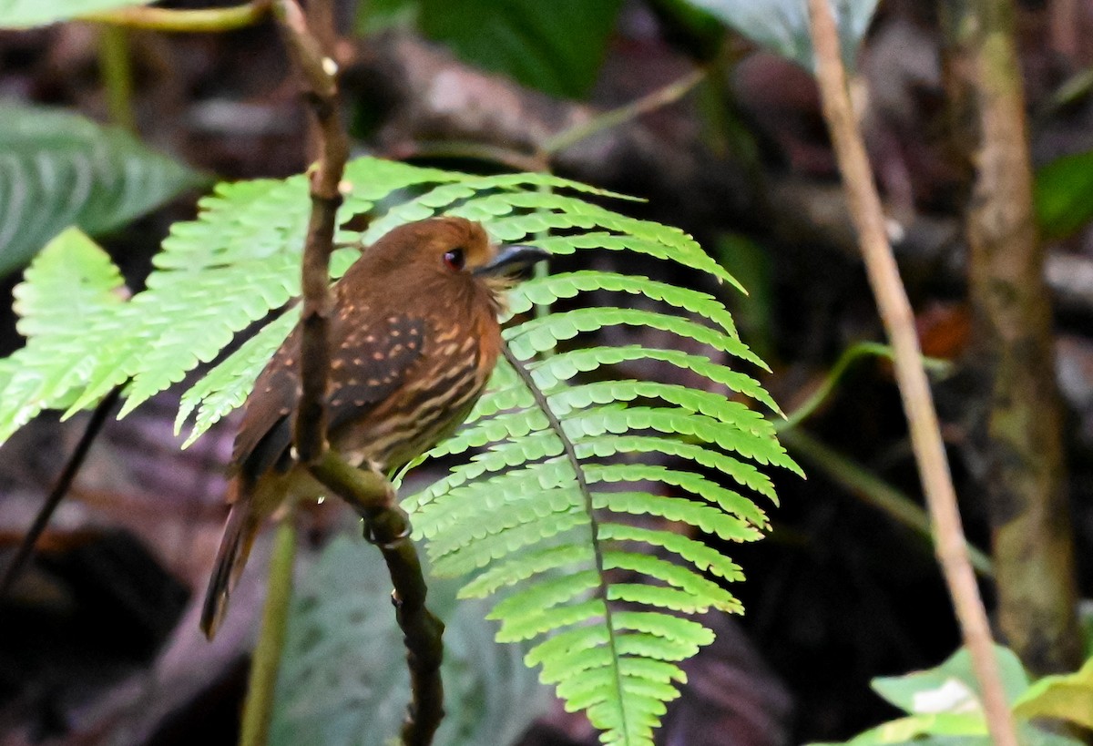White-whiskered Puffbird - ML645548212