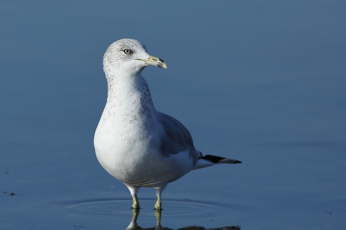 Ring-billed Gull - ML645548217
