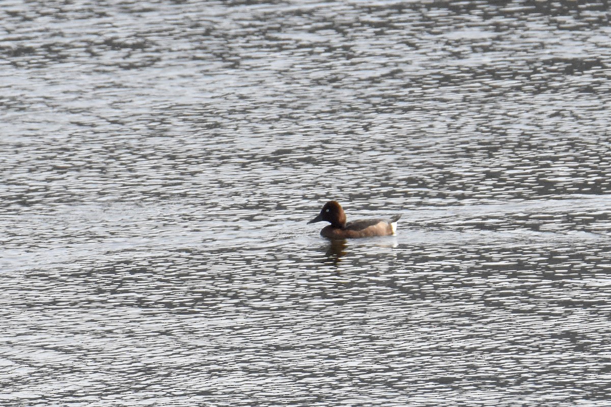 Ferruginous Duck - ML645548219