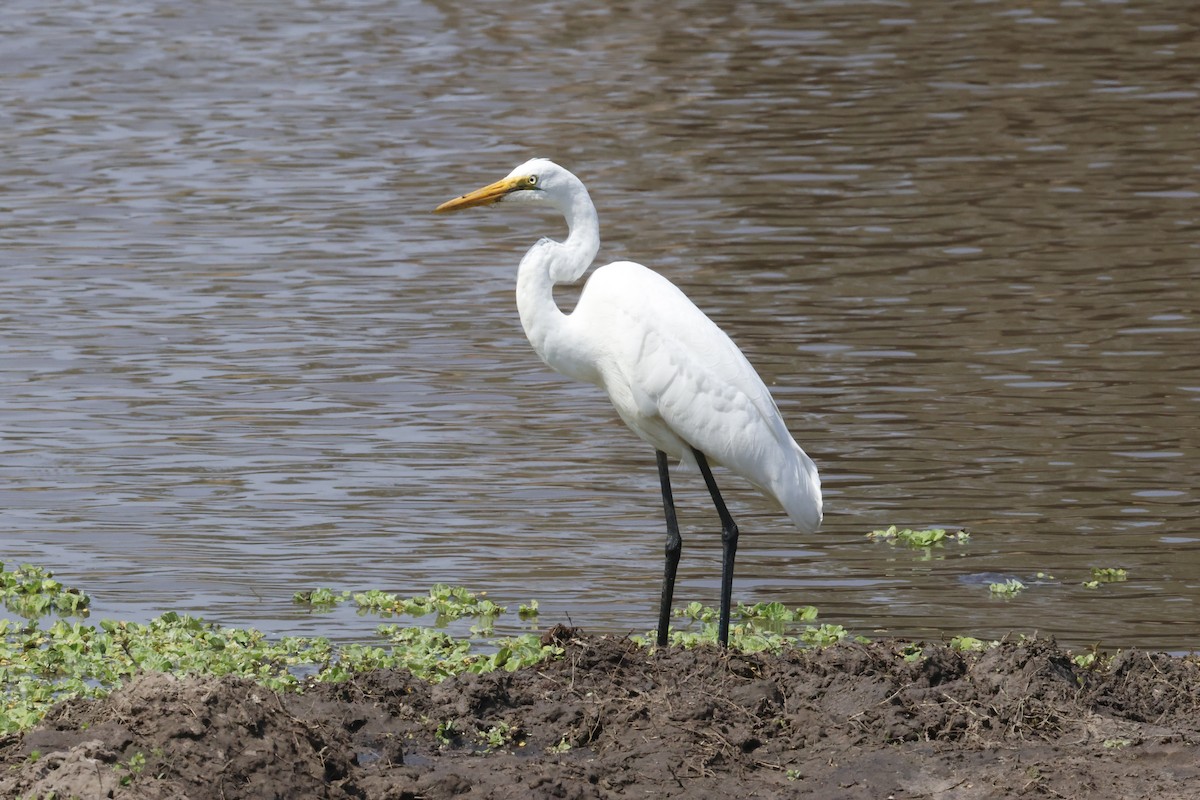 Great Egret - ML645548220
