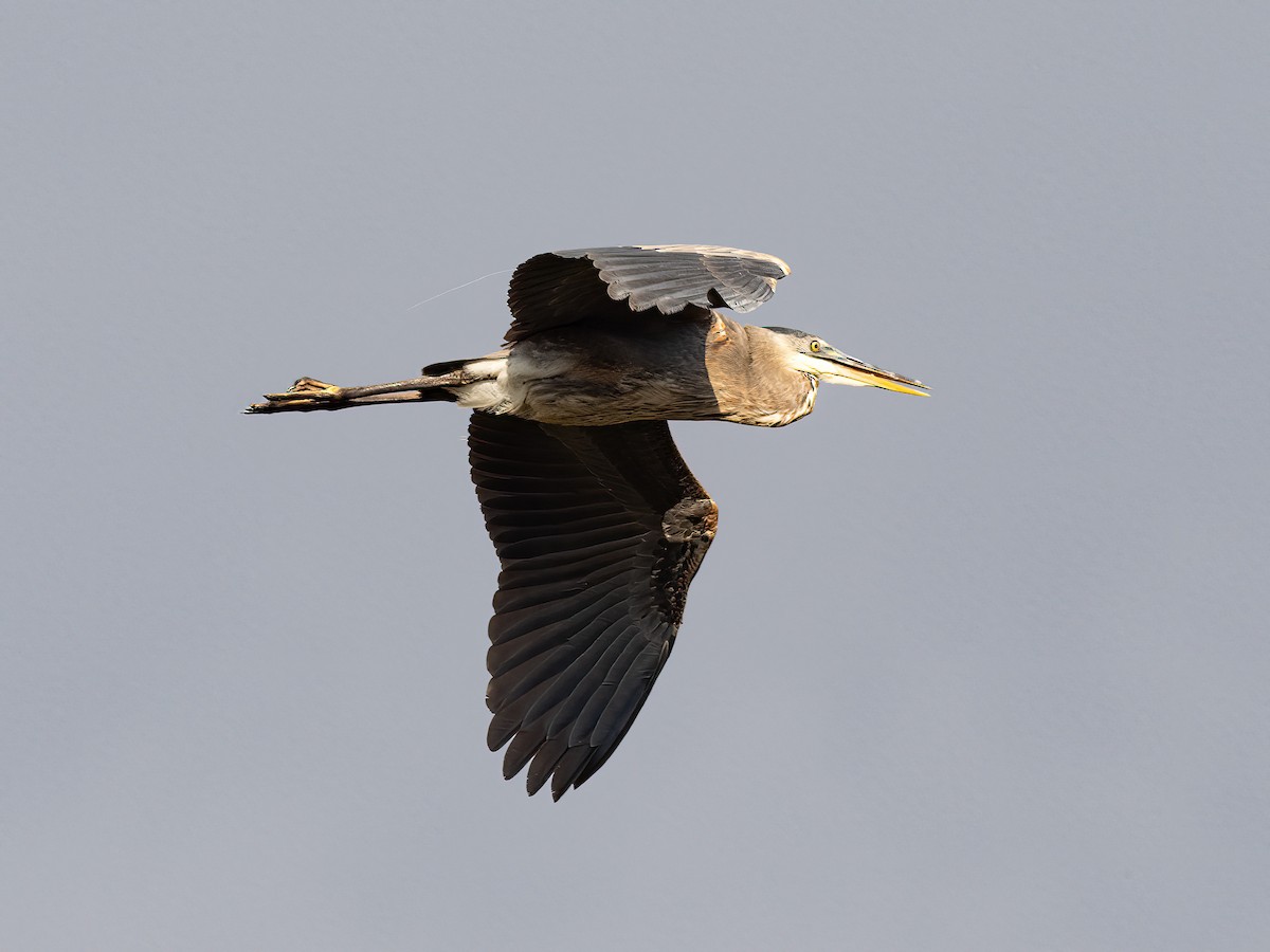 Great Blue Heron - ML645548221