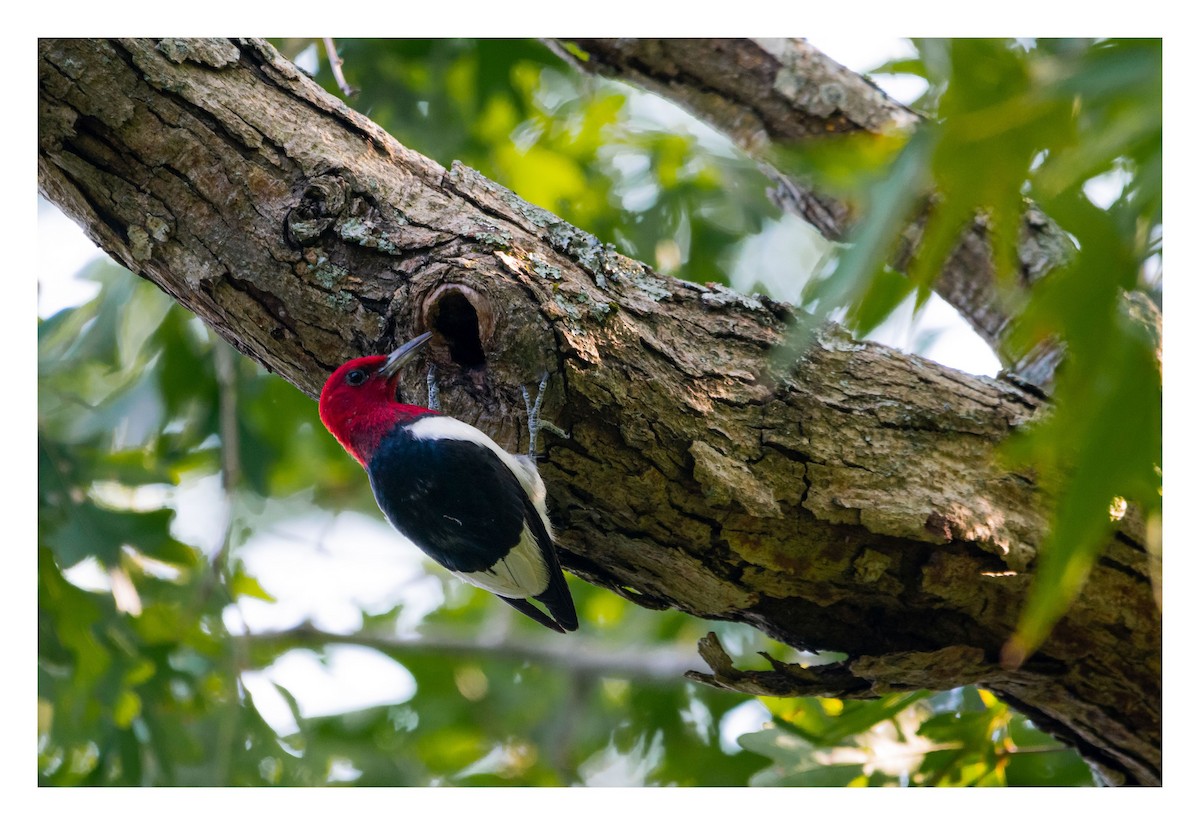 Red-headed Woodpecker - ML645548223