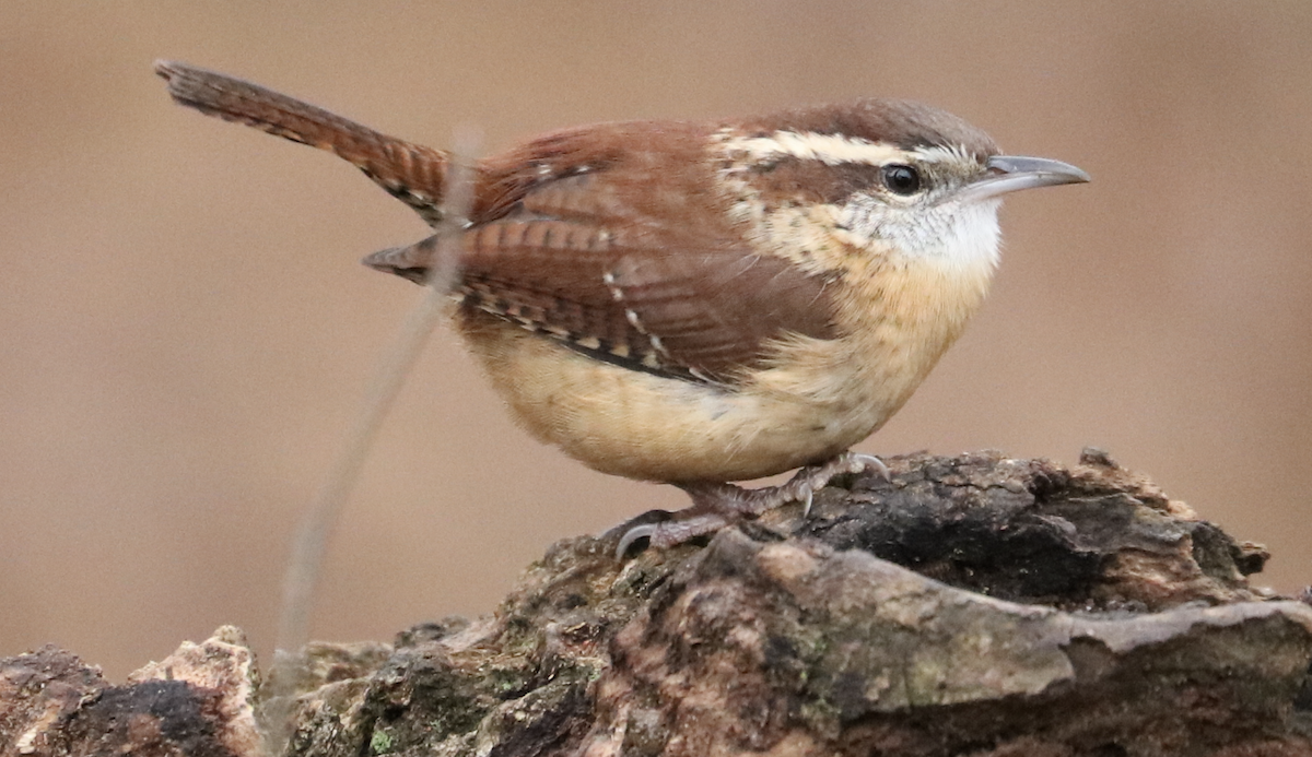Carolina Wren - ML645548227