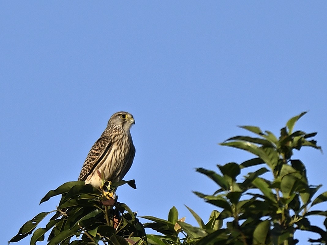 Eurasian Kestrel - ML645548228