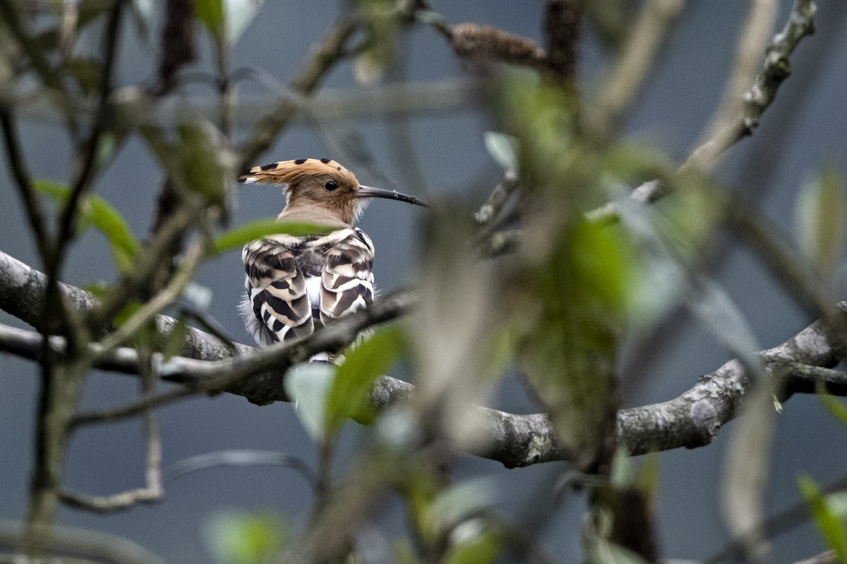 Common Hoopoe (Eurasian) - ML645548229