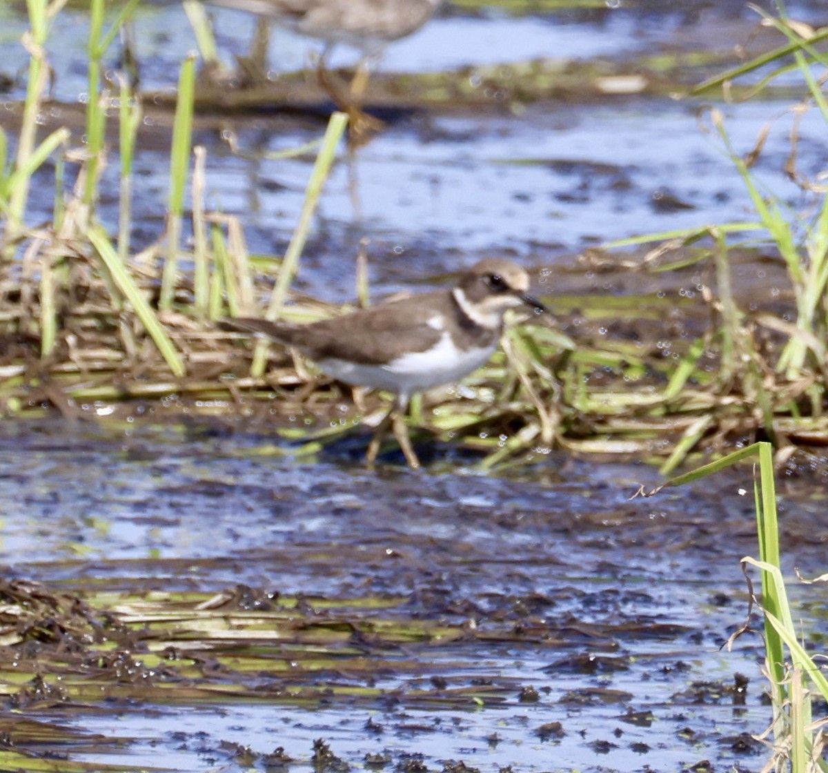 Little Ringed Plover - ML645548231