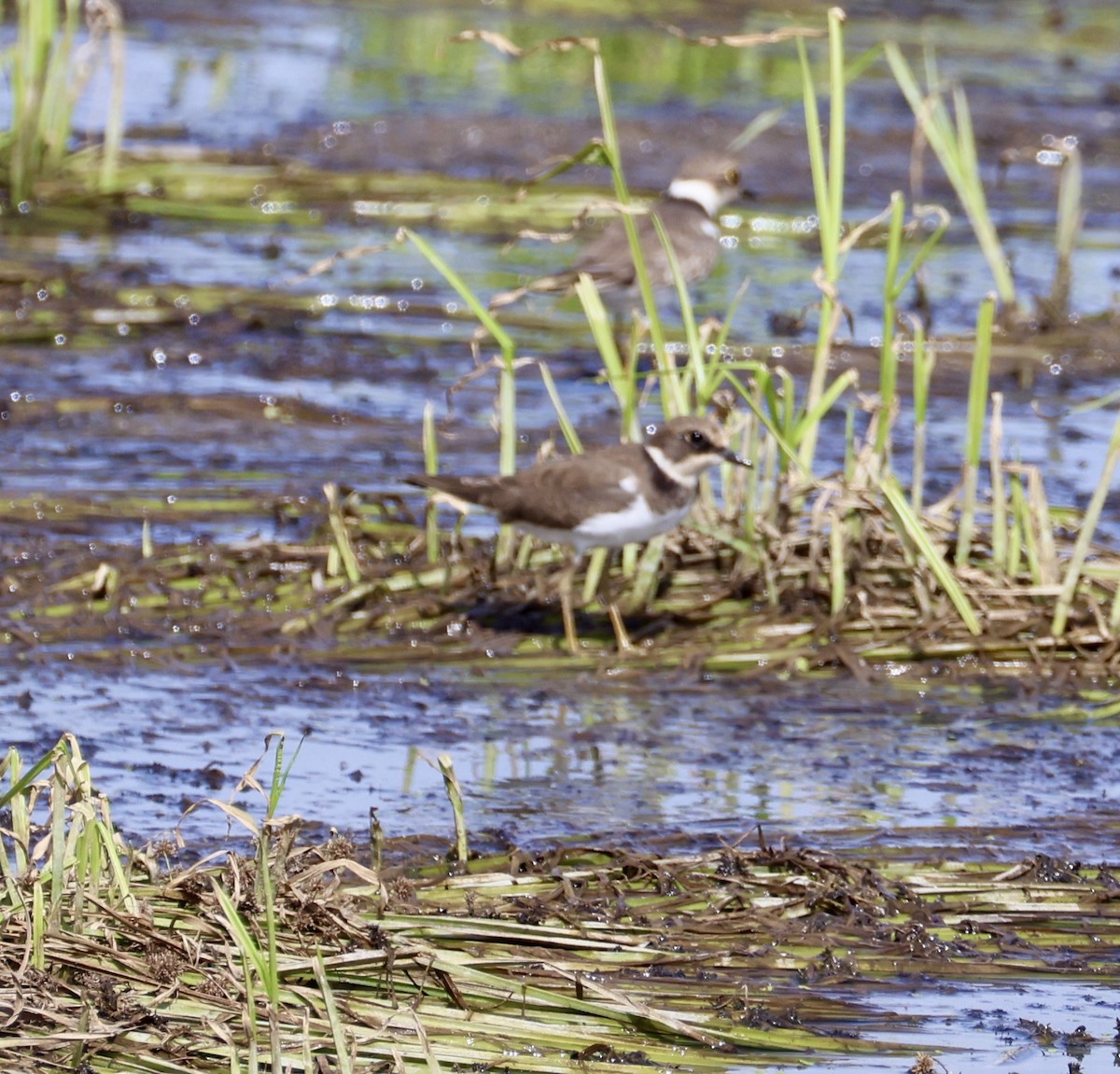 Little Ringed Plover - ML645548232