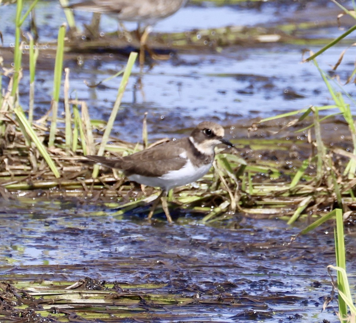 Little Ringed Plover - ML645548233