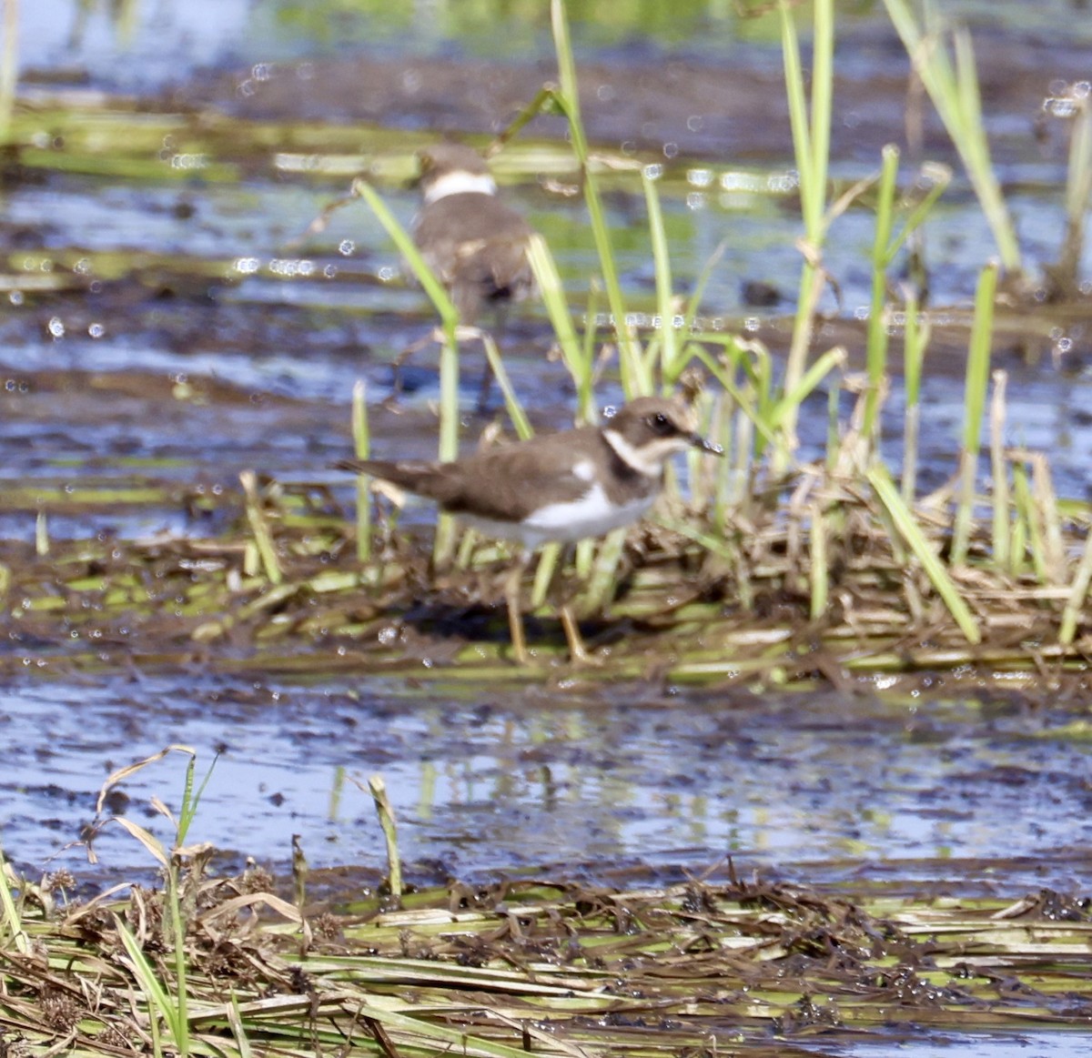 Little Ringed Plover - ML645548234