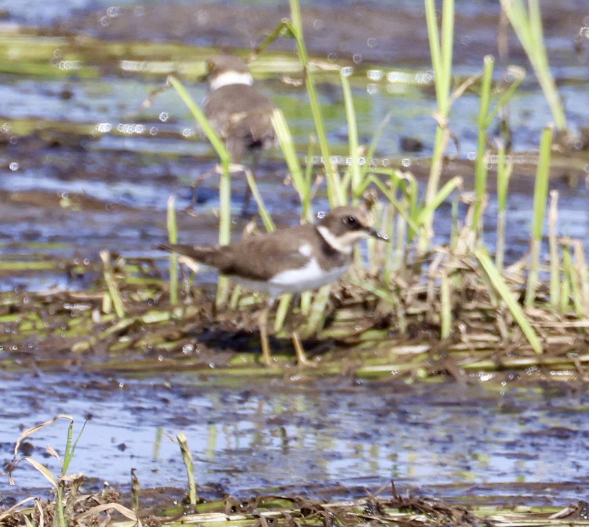 Little Ringed Plover - ML645548235