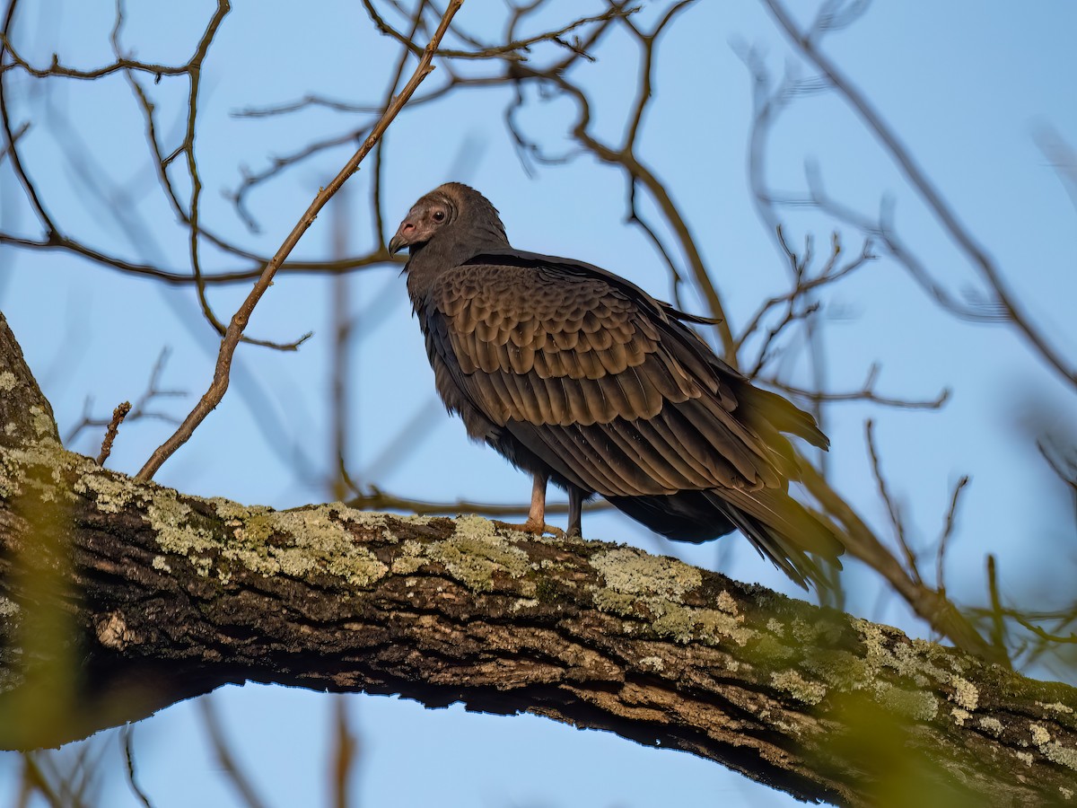 Black Vulture - ML645548236
