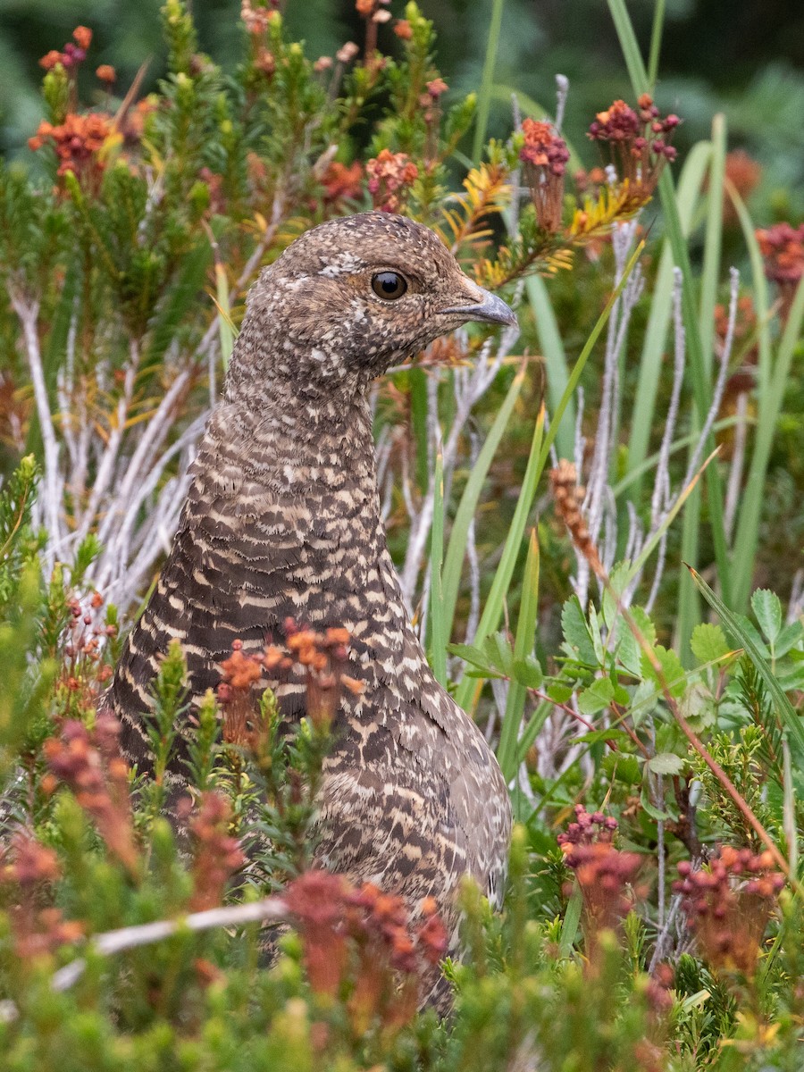 Sooty Grouse - ML645548238