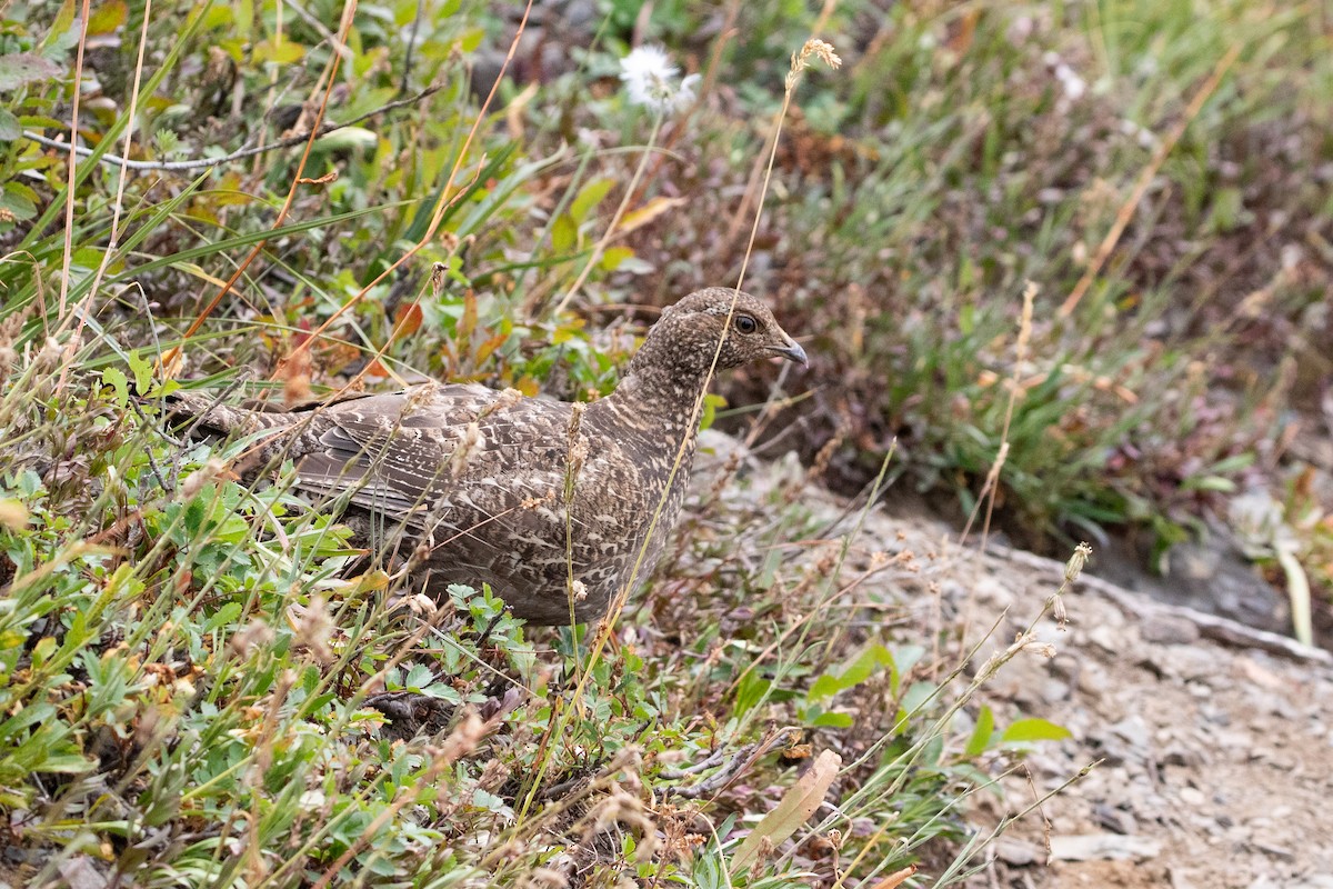 Sooty Grouse - ML645548239