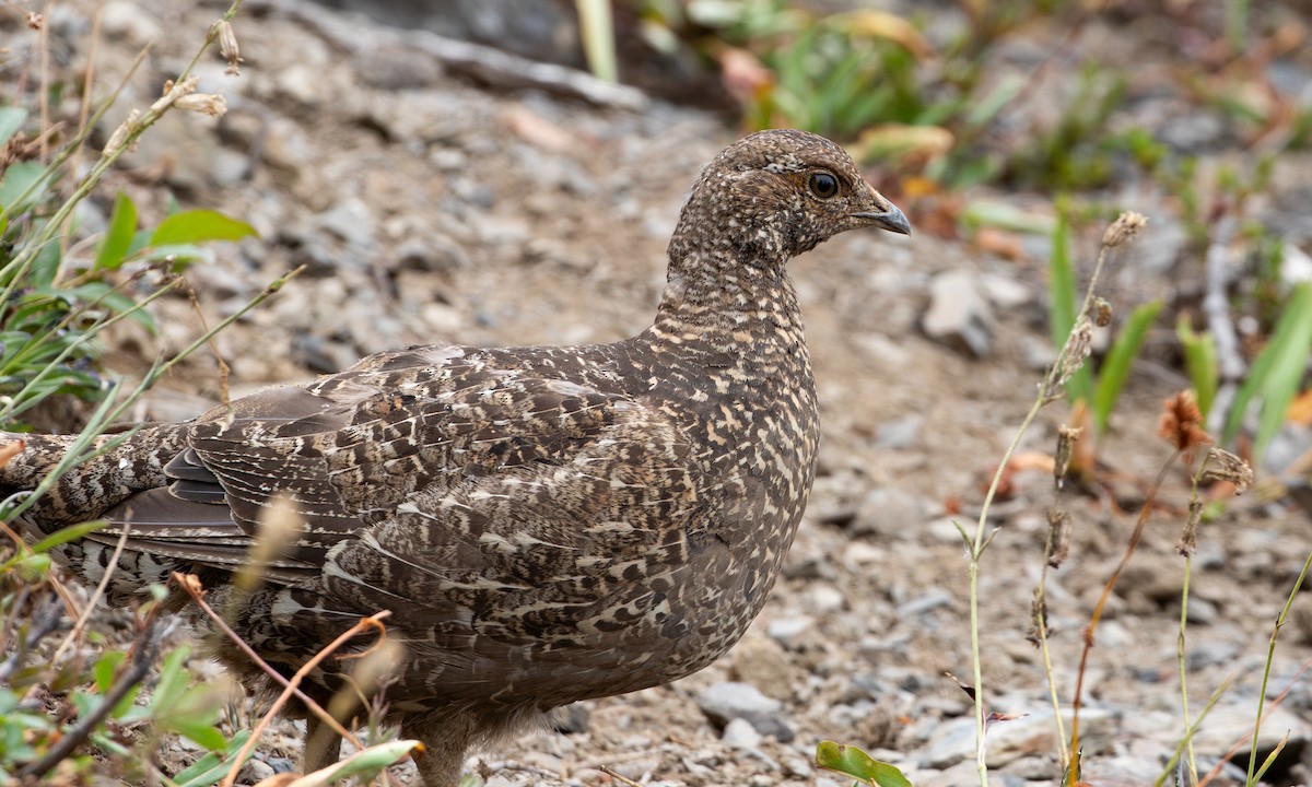 Sooty Grouse - ML645548240