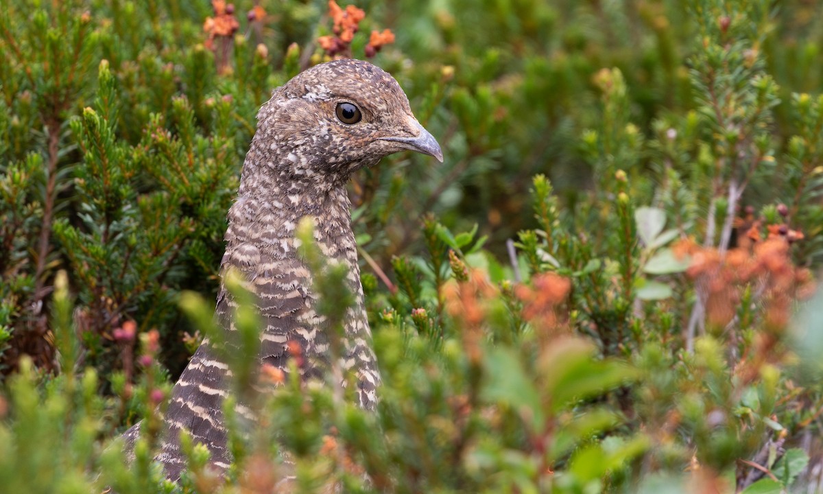 Sooty Grouse - ML645548242