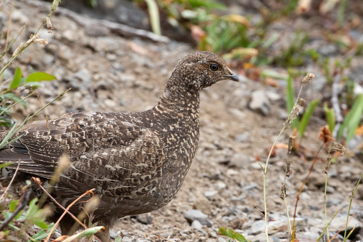 Sooty Grouse - ML645548243