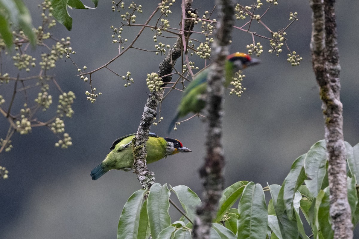Golden-throated Barbet (Himalayan) - ML645548246