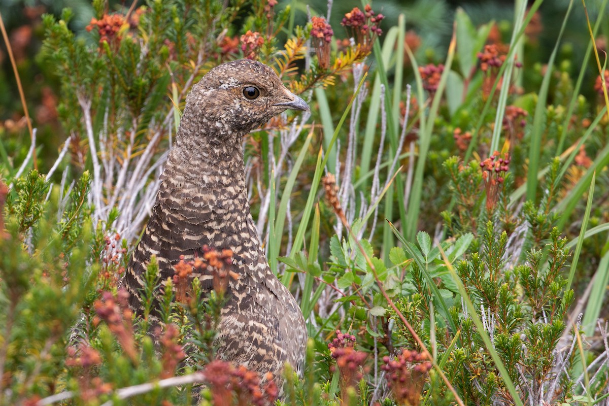 Sooty Grouse - ML645548247