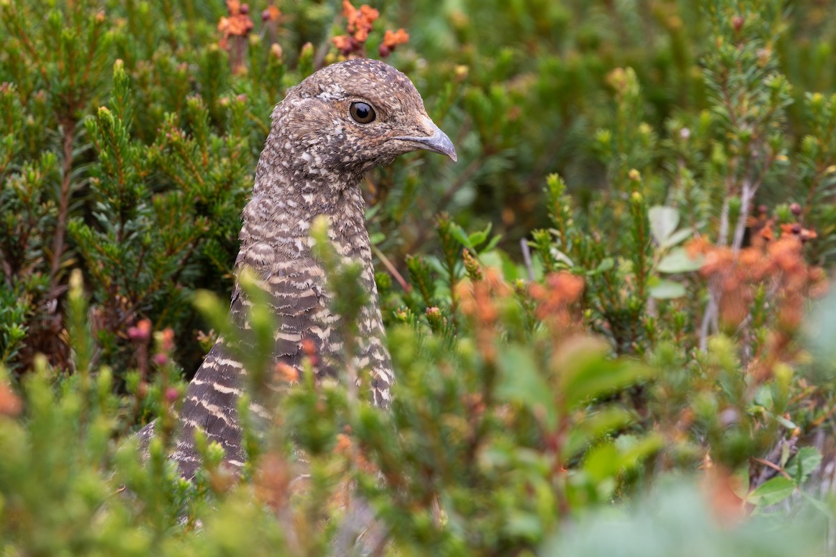 Sooty Grouse - ML645548248
