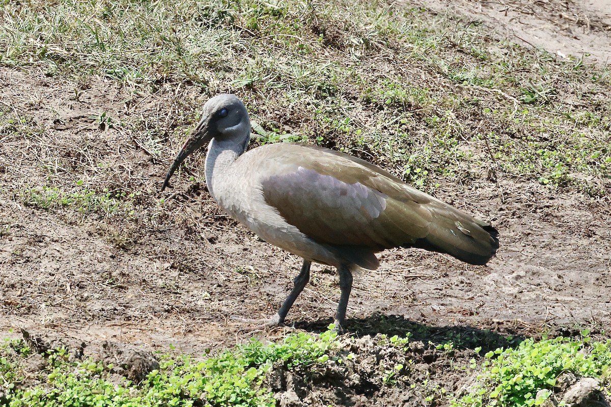 Hadada Ibis - ML645548249
