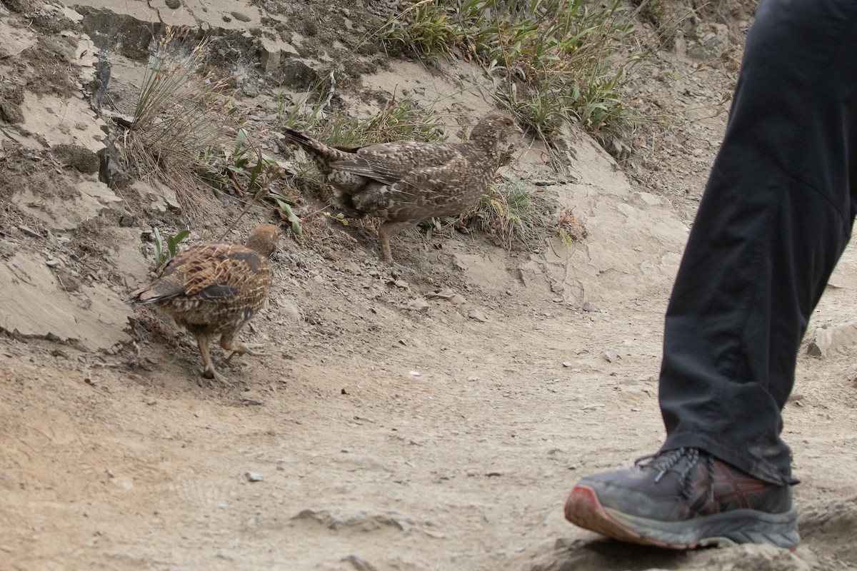 Sooty Grouse - ML645548250