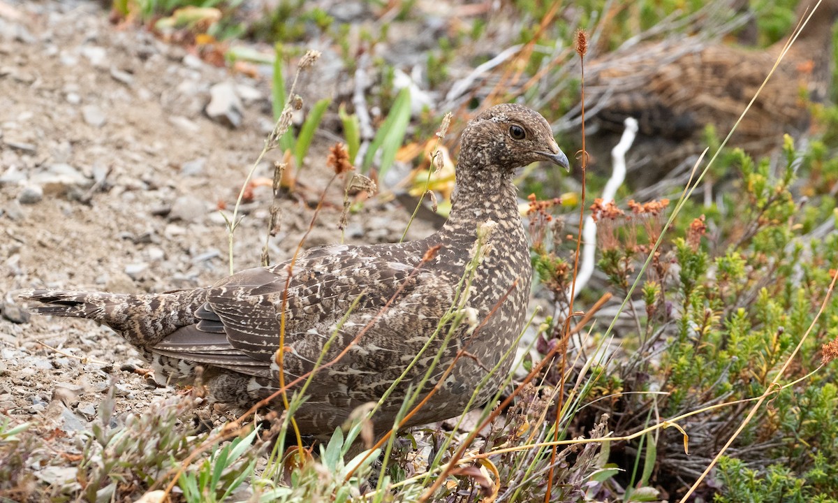Sooty Grouse - ML645548251