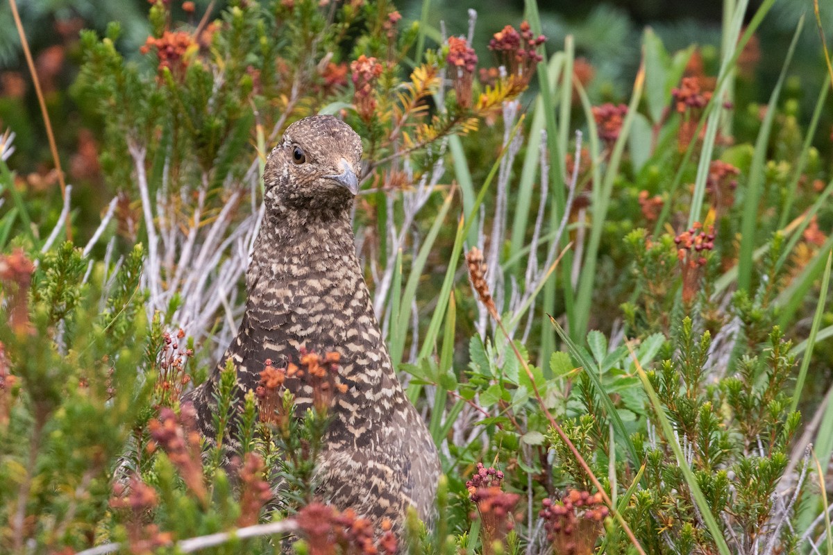Sooty Grouse - ML645548252