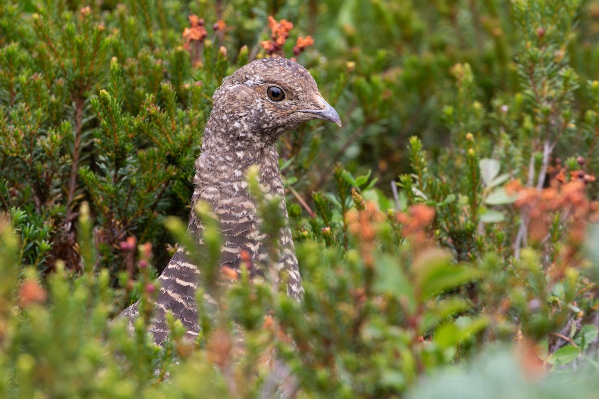 Sooty Grouse - ML645548253