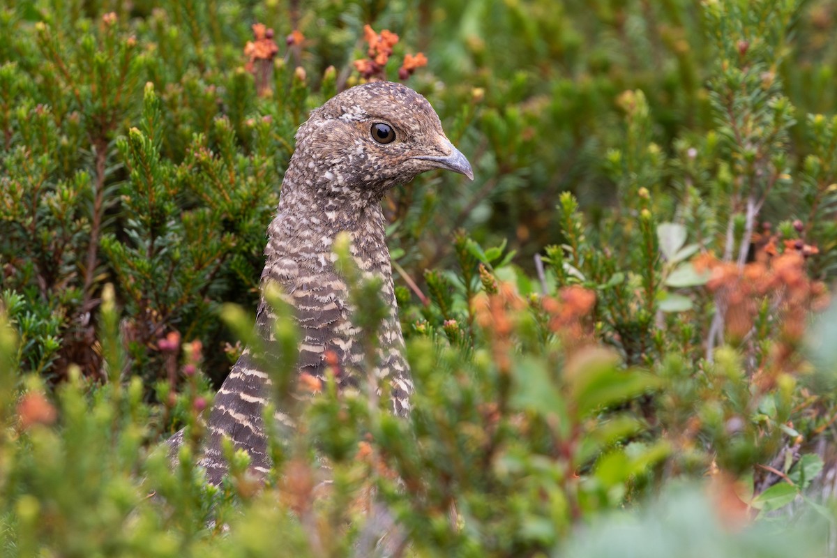 Sooty Grouse - ML645548254