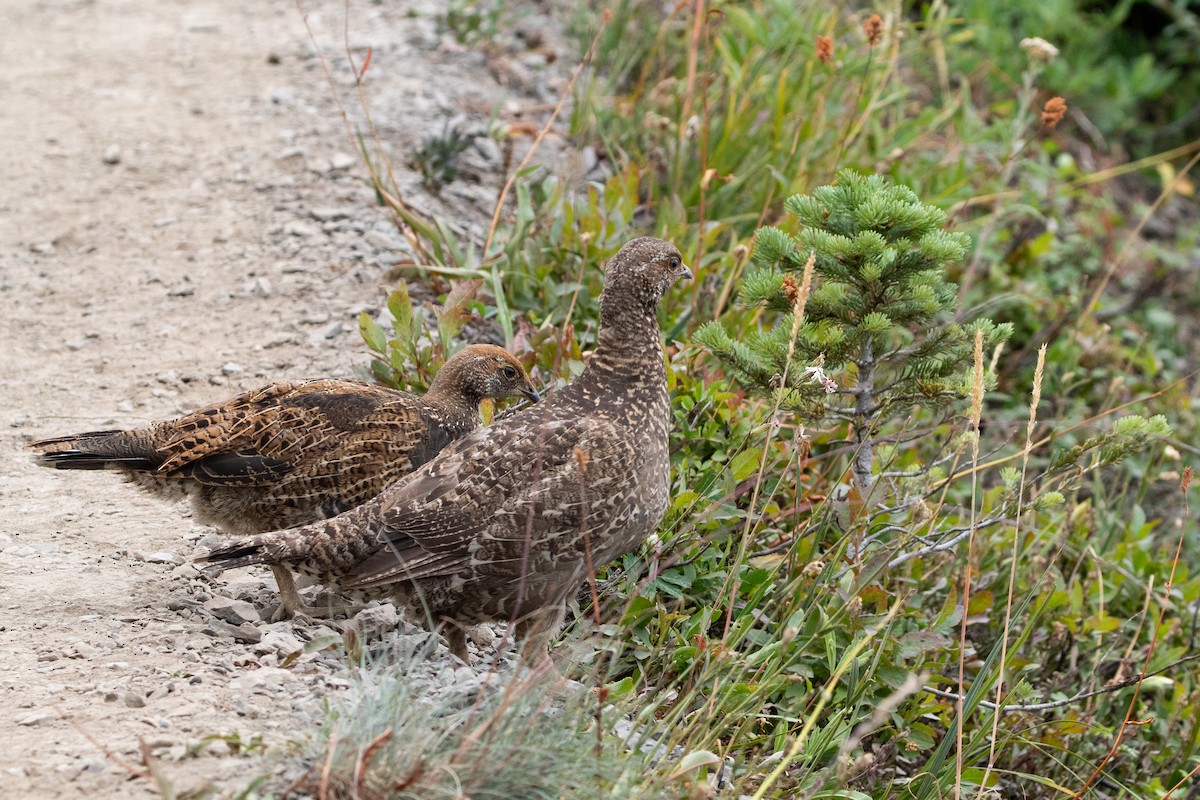 Sooty Grouse - ML645548259