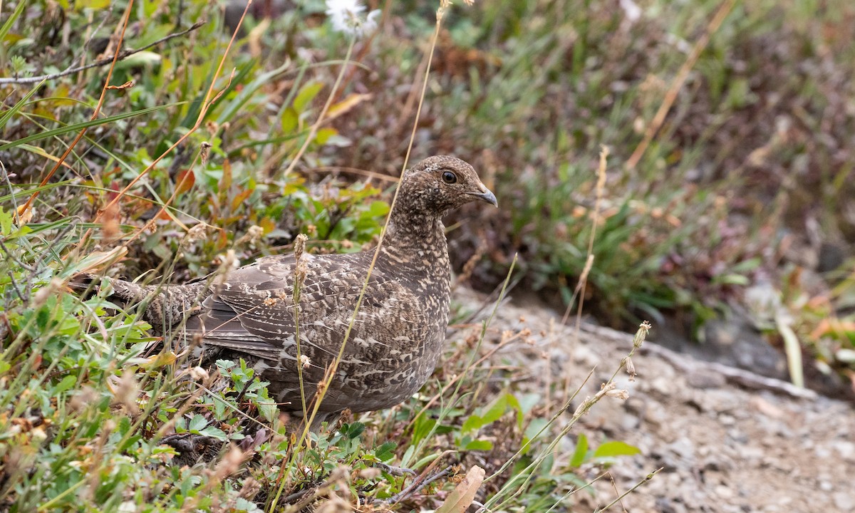Sooty Grouse - ML645548260