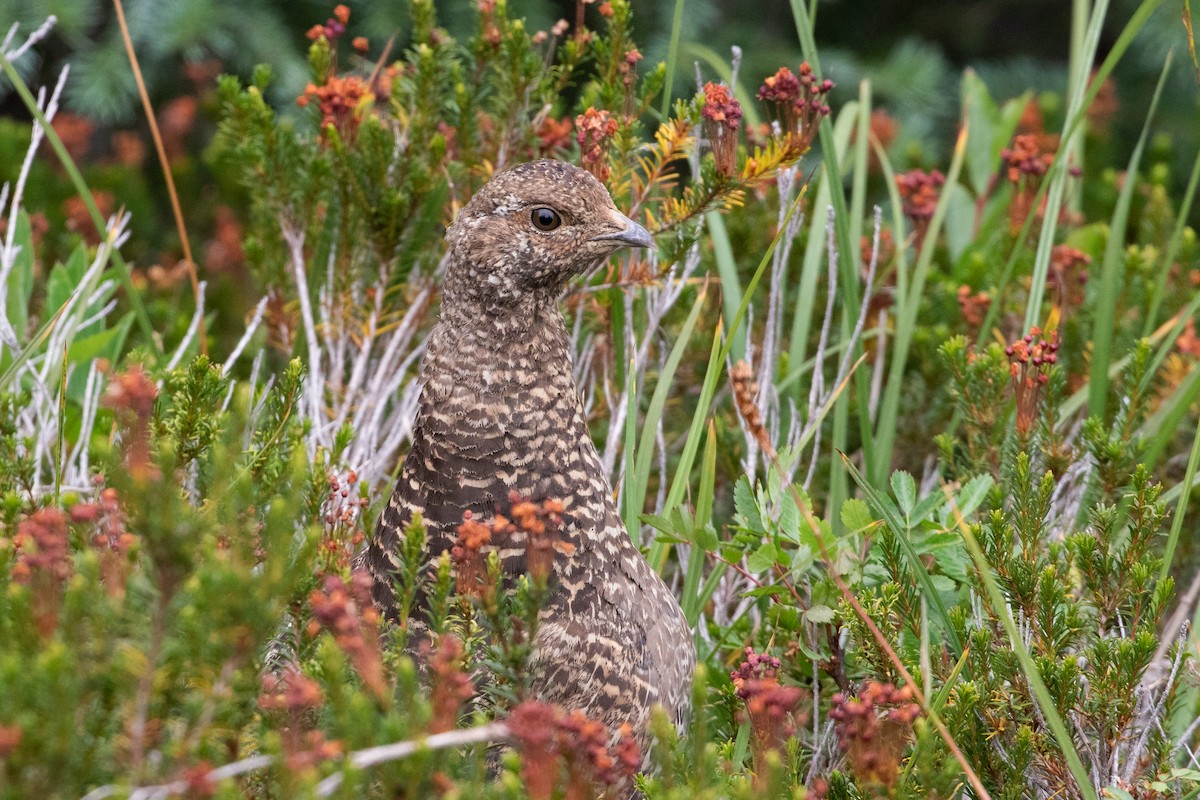 Sooty Grouse - ML645548261