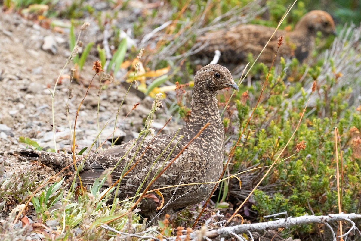 Sooty Grouse - ML645548262