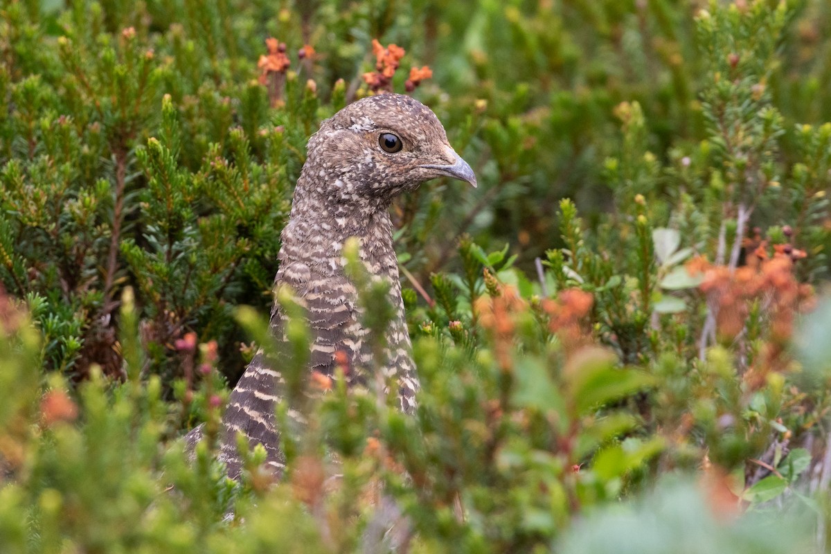 Sooty Grouse - ML645548264