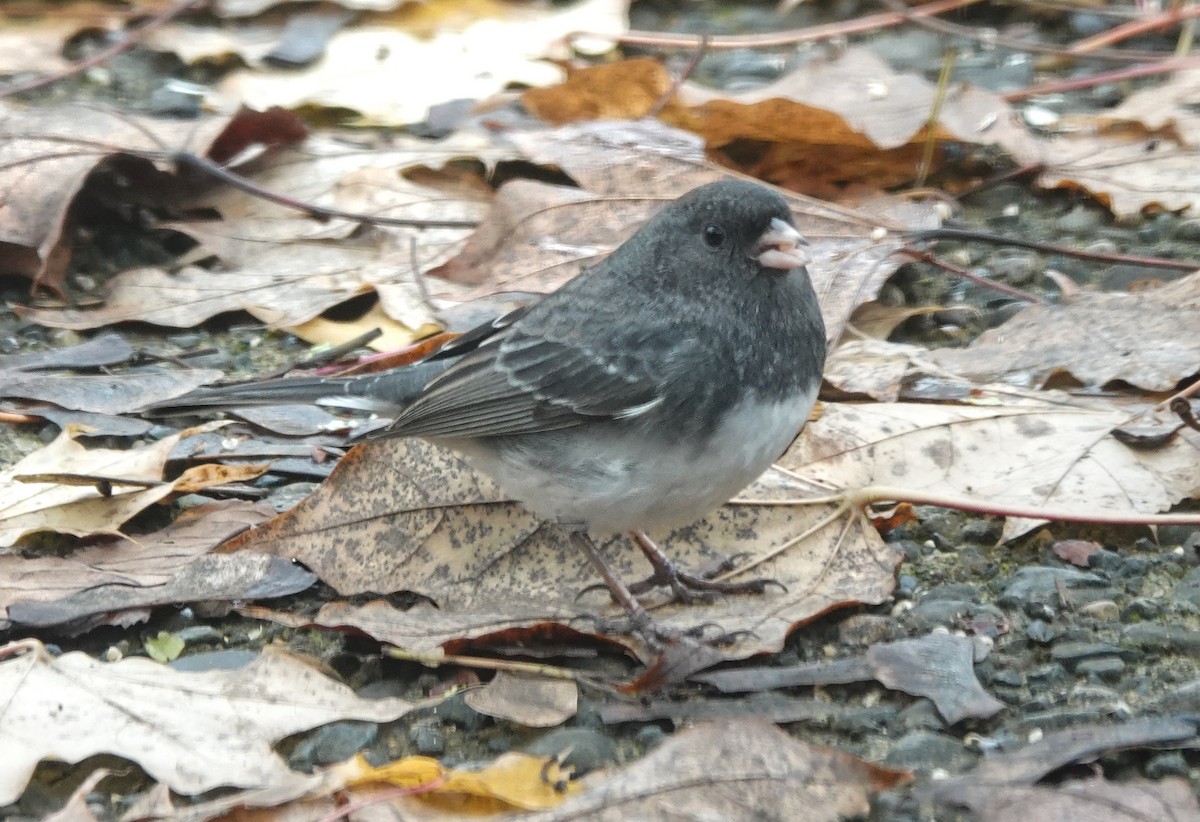 Dark-eyed Junco (Slate-colored) - ML645548271