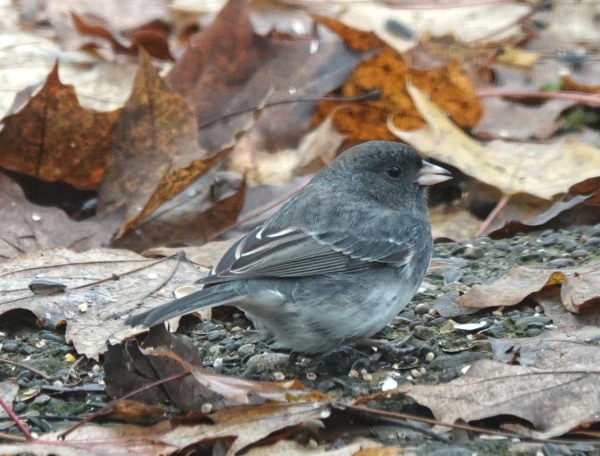 Dark-eyed Junco (Slate-colored) - ML645548272