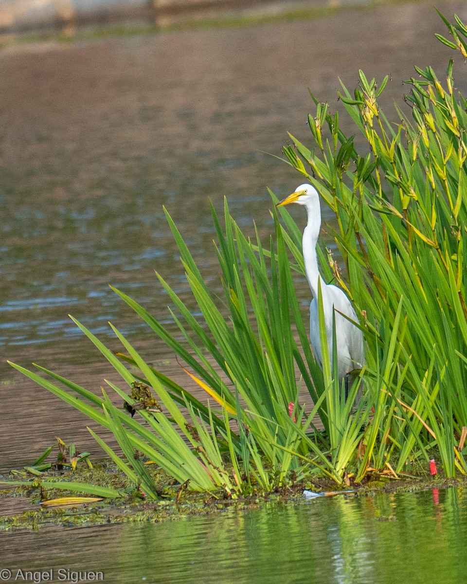 volavka bílá - ML645548285