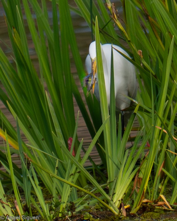 volavka bílá - ML645548286